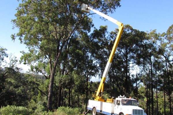 Starr-150121-0107-Eucalyptus_paniculata-habit_and_tree_trimming_with_boom_truck-Hawea_Pl_Olinda-Maui_(24637789373)